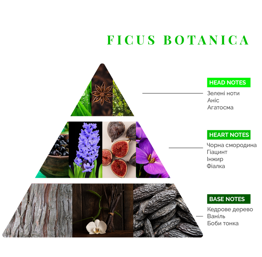 Ficus Botanica (Фікус), 100 ml. LOG0060 фото